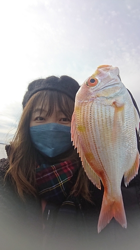 レンコダイの釣果