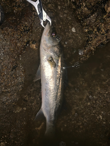 フッコ（マルスズキ）の釣果