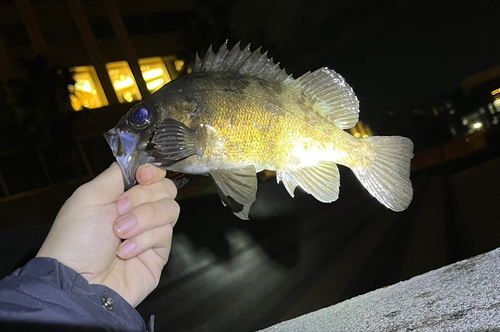 メバルの釣果