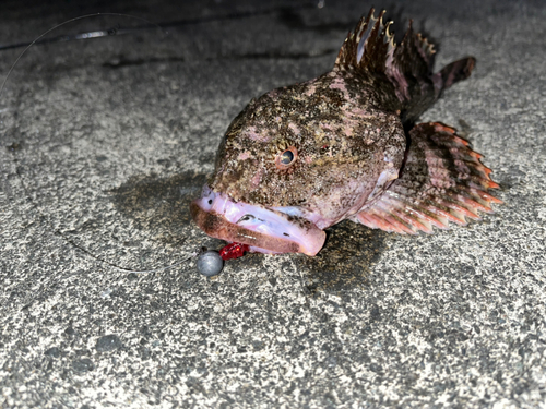 カジカの釣果