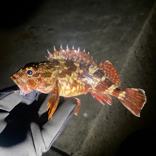 カサゴの釣果