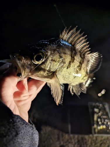 メバルの釣果