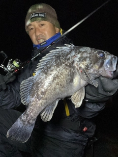 クロソイの釣果