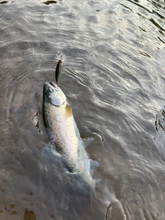 サツキマスの釣果