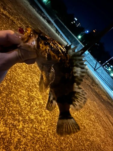 タケノコメバルの釣果