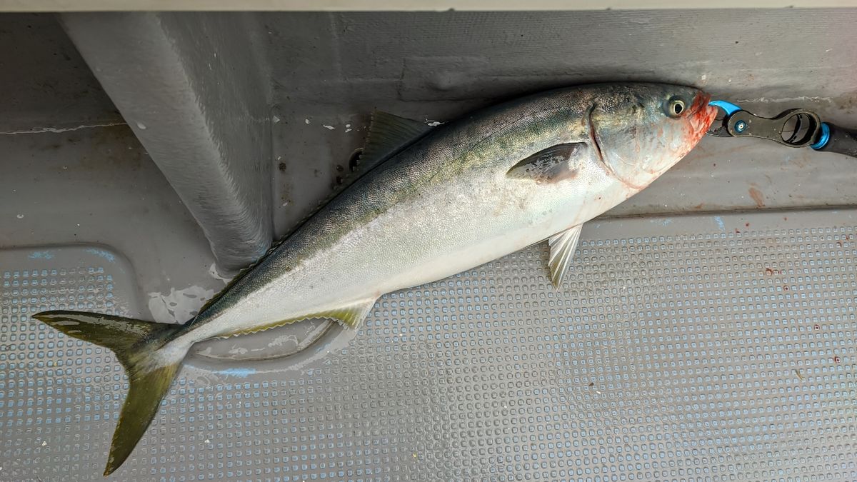 🎣みやもん🎣さんの釣果 2枚目の画像