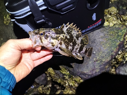 タケノコメバルの釣果