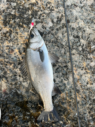 ヒラスズキの釣果