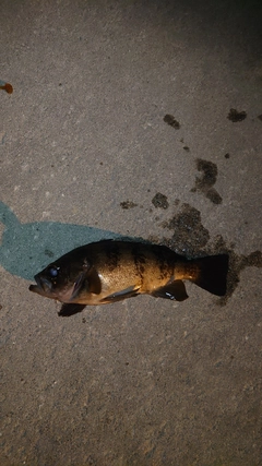 メバルの釣果