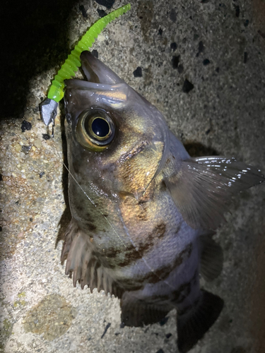 メバルの釣果