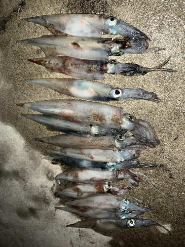 ヤリイカの釣果