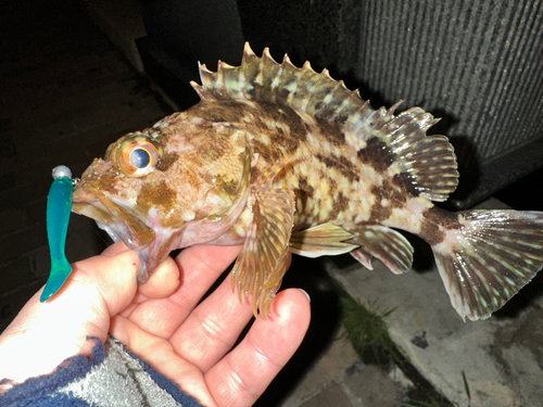 カサゴの釣果