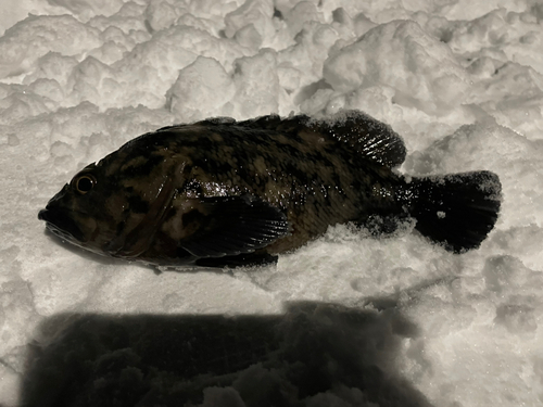 ムラソイの釣果