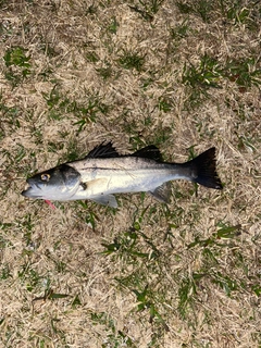 ヒラスズキの釣果