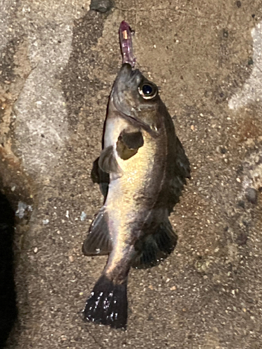 シロメバルの釣果