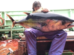 キハダマグロの釣果