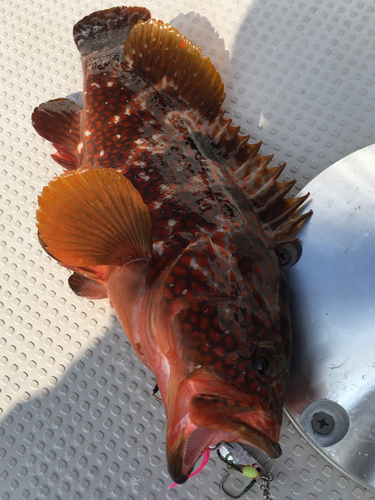 アコウの釣果