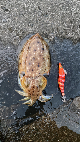 コブシメの釣果