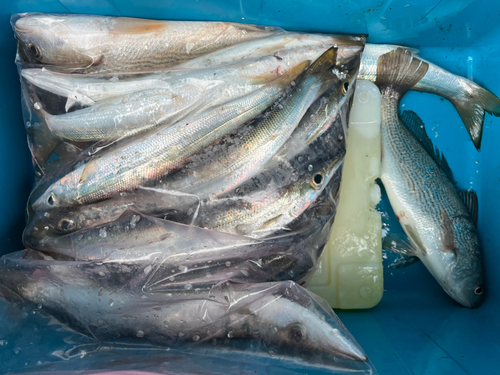 カマスの釣果