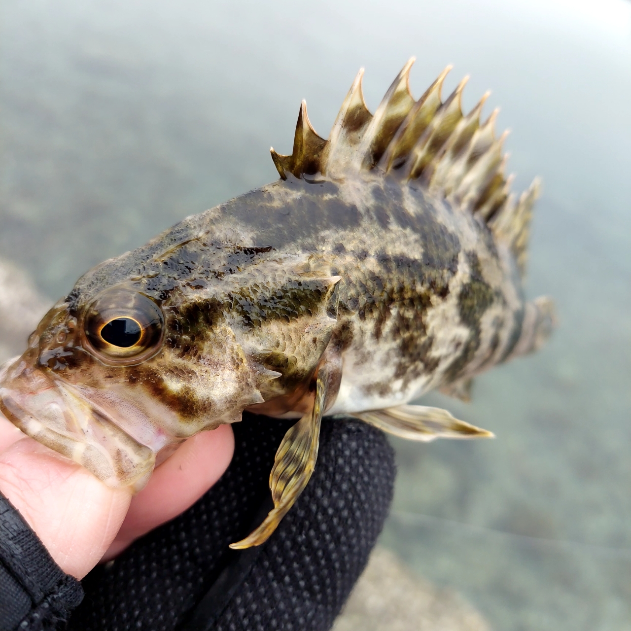 タケノコメバル