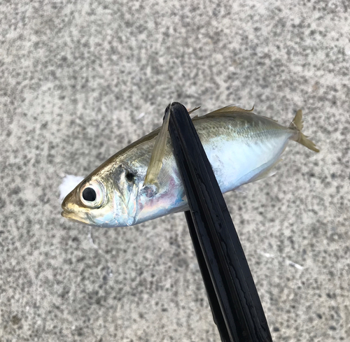 マアジの釣果