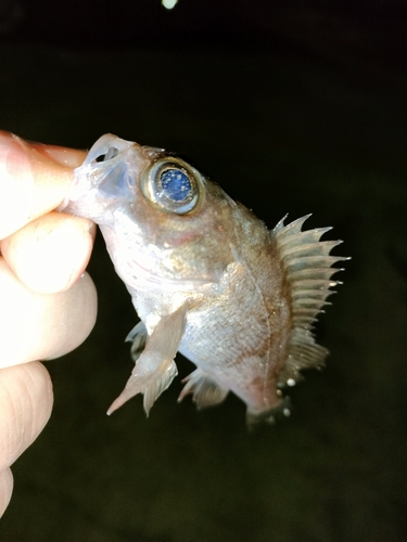 タケノコメバルの釣果