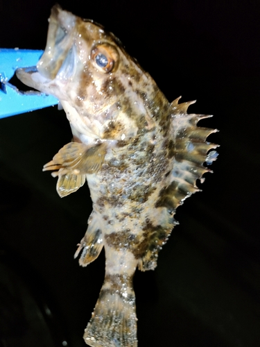 タケノコメバルの釣果