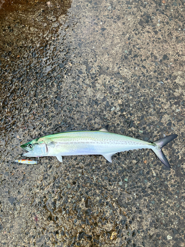 サゴシの釣果