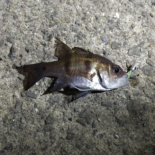 ヨコスジイシモチの釣果