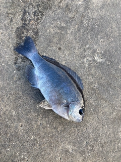 メジナの釣果