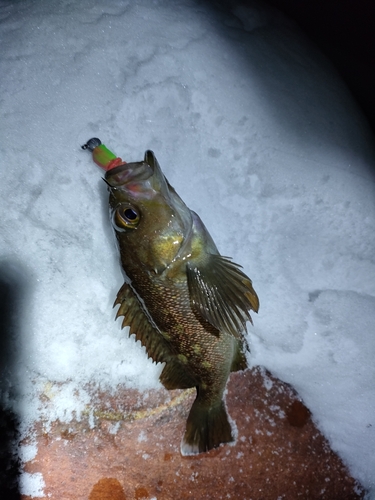 エゾメバルの釣果