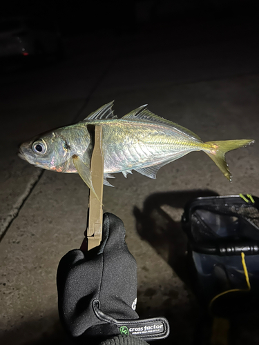 マアジの釣果