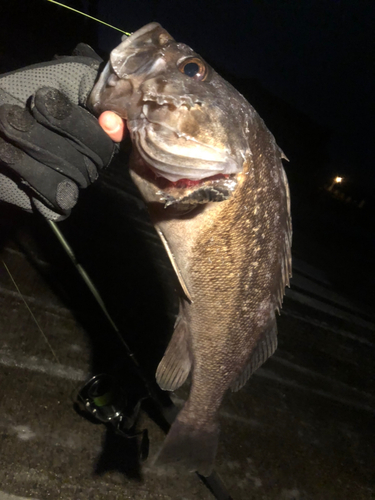 クロソイの釣果