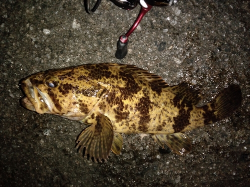 タケノコメバルの釣果