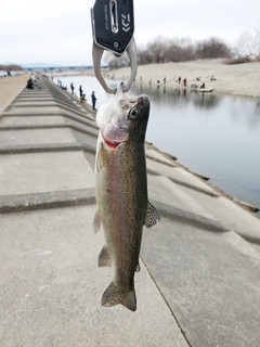 ニジマスの釣果