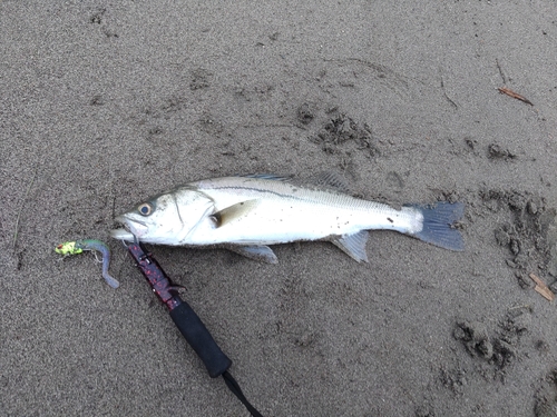 セイゴ（マルスズキ）の釣果