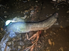 ナマズの釣果