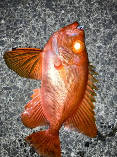 チカメキントキの釣果