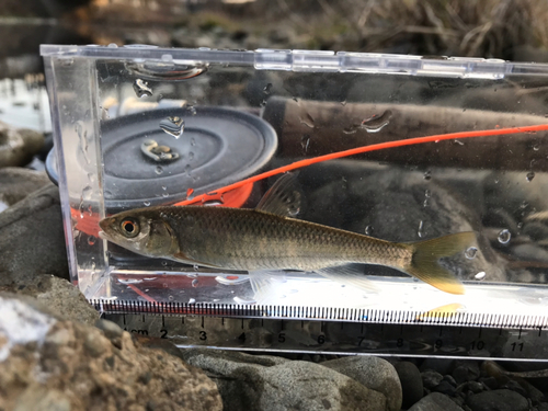 オイカワの釣果