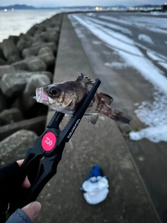 クロメバルの釣果