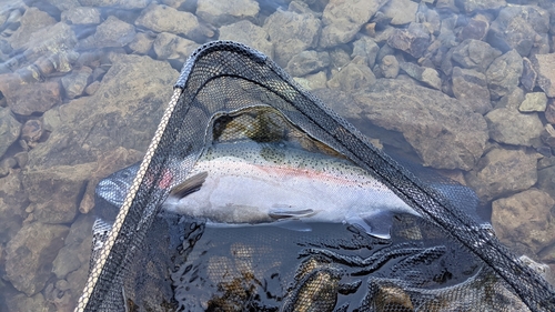 トラウトの釣果