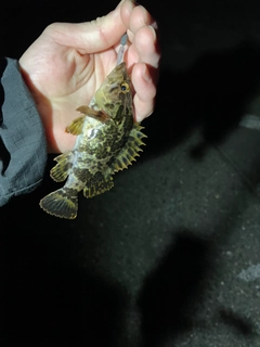 タケノコメバルの釣果