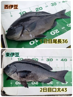 クチブトグレの釣果