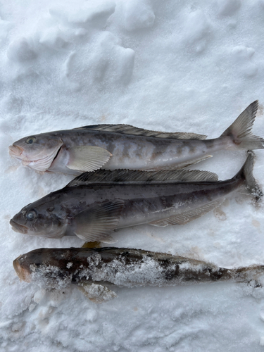 ホッケの釣果