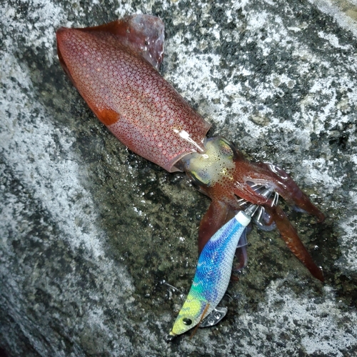 ケンサキイカの釣果