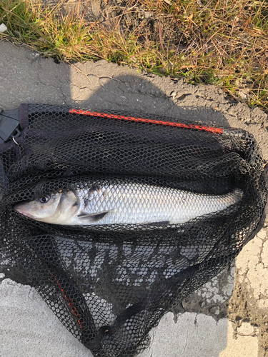 ニゴイの釣果