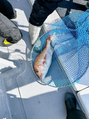 タイの釣果