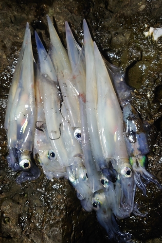 ヤリイカの釣果