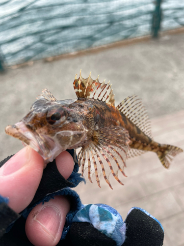 アサヒアナハゼの釣果