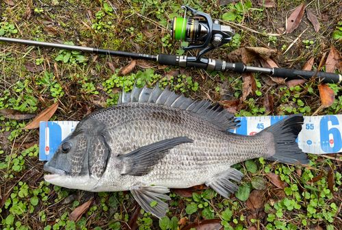 チヌの釣果